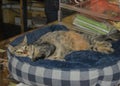 Rescue Cat Relaxes on Counter at Cat Cafe