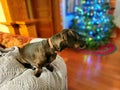 Rescue Daschund with Holiday Tree