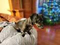 Rescue Daschund with Holiday Tree 4