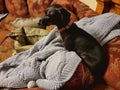 Rescue Daschund Perched on Red Sofa with Blanket