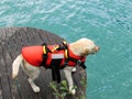 Rescue dog Royalty Free Stock Photo
