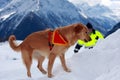 Rescue dog Royalty Free Stock Photo