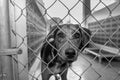 Dog Adoption Rescue Sad Animal Shelter Pet Adopt Kennel Black And White Royalty Free Stock Photo