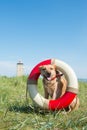 Rescue dog at the coast