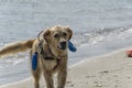 Rescue dog coming out of the sea Royalty Free Stock Photo