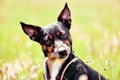 Black dog - sad rescue dog waiting for his owner Royalty Free Stock Photo