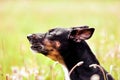 Black dog - sad rescue dog waiting for his owner Royalty Free Stock Photo