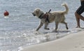 Rescue dog entering in the sea Royalty Free Stock Photo