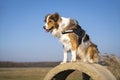 Rescue dog in a harness sits on a concrete ring and guards the surroundings Royalty Free Stock Photo