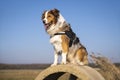 Rescue dog in a harness sitting on a concrete ring and waiting for some action Royalty Free Stock Photo