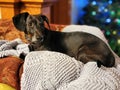 Rescue Daschund with Christmas Tree