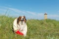 Rescue dog in nature Royalty Free Stock Photo