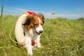 Rescue dog in nature Royalty Free Stock Photo