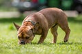 Rescue dog playing in a field. sniffing or smelling the grass Royalty Free Stock Photo