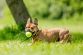 Rescue dog playing with a yellow ball in a field Royalty Free Stock Photo