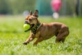 Rescue dog playing with a yellow ball in its mouth a field Royalty Free Stock Photo