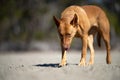 rescue dog on a sandy beach in australia Royalty Free Stock Photo