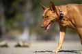 rescue dog on a sandy beach in australia Royalty Free Stock Photo