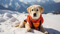 Rescue dog in signal vest on snowy mountains with defocused background and copy space