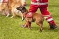 Rescue Dog Squadron Royalty Free Stock Photo