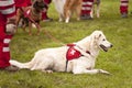 Rescue Dog Squadron Royalty Free Stock Photo