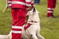 Rescue Dog Squadron Royalty Free Stock Photo