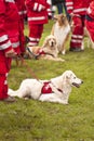 Rescue Dog Squadron Royalty Free Stock Photo