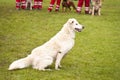 Rescue Dog Squadron Royalty Free Stock Photo