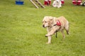 Rescue Dog Squadron Royalty Free Stock Photo