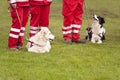 Rescue Dog Squadron Royalty Free Stock Photo