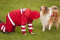 Rescue Dog Squadron Royalty Free Stock Photo