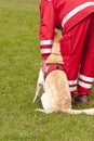 Rescue Dog Squadron Royalty Free Stock Photo