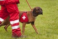 Rescue Dog Squadron Royalty Free Stock Photo