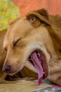 Rescue dog yawning. Royalty Free Stock Photo