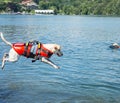 Lifeguard dog, rescue demonstration with the dogs in the water Royalty Free Stock Photo
