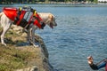 Lifeguard dog, rescue demonstration with the dogs in the water Royalty Free Stock Photo