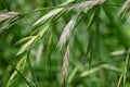 Rescue grass ( Bromus catharticus ) spikelet. Poaceae perennial weed.