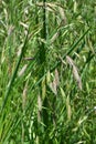 Rescue grass ( Bromus catharticus ) spikelet. Poaceae perennial weed.