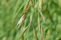 Rescue grass ( Bromus catharticus ) spikelet. Poaceae perennial weed.