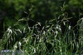 Rescue grass ( Bromus catharticus ) spikelet. Poaceae perennial weed.