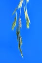 Rescue grass ( Bromus catharticus ) spikelet. Poaceae perennial weed.