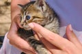 Rescue homeless sick animals - kitten in the hands of a girl