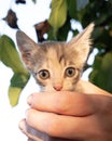 rescue of a little kitten by a volunteer hands.