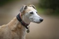 Rescue Lurcher up close headshot looking to the right