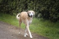 Rescue Lurcher laughing and smiling on a walk