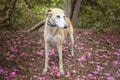 Rescue Lurcher looking lightly right amongst petals in the forest