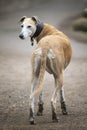 Rescue Lurcher looking towards the camera with four muddy paws