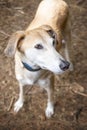 Rescue Lurcher looking upwards and slightly right