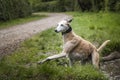 Rescue Lurcher playing in the mud pool in the forest