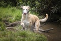 Rescue Lurcher playing in the mud pool in the forest